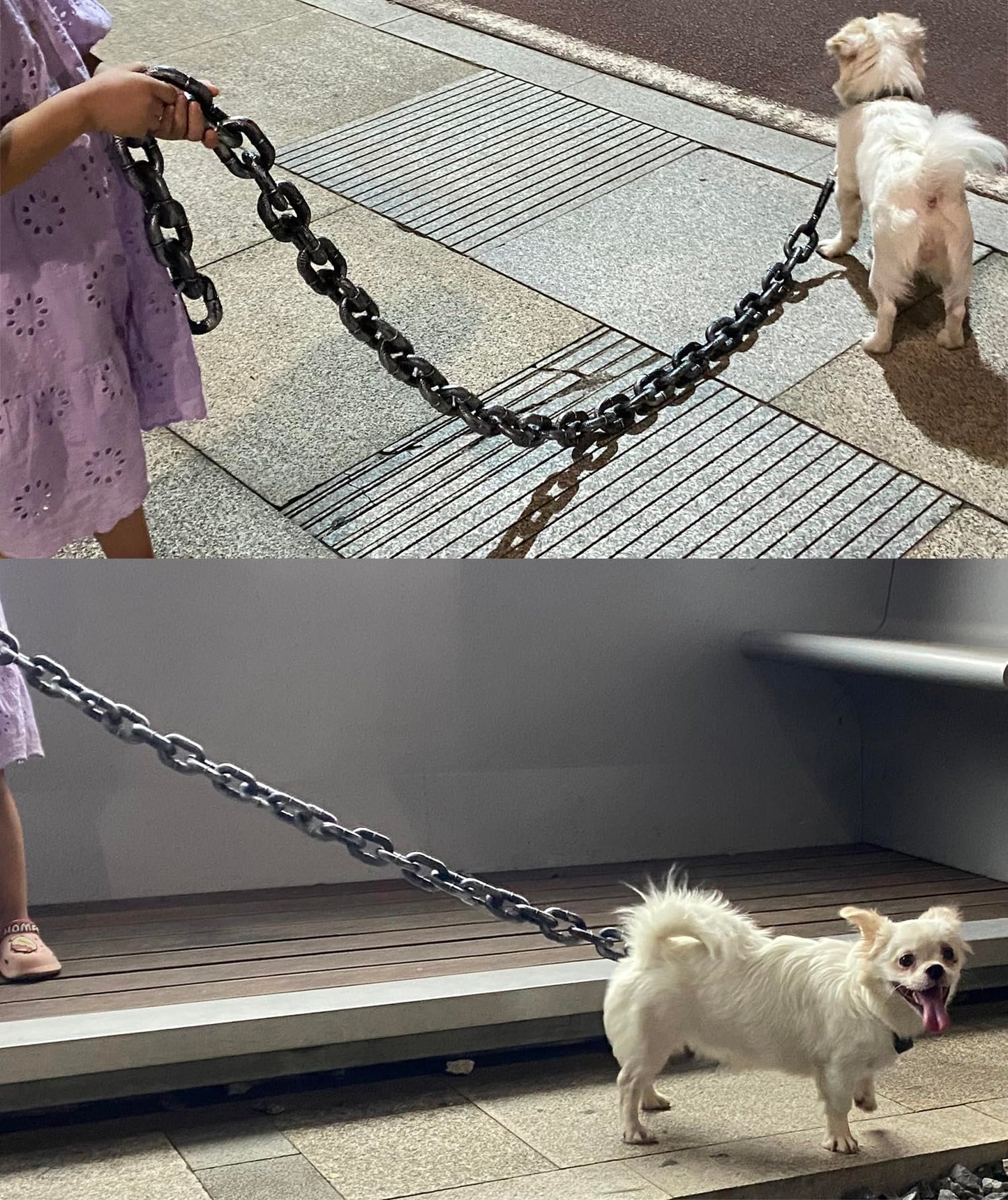 🐶The Chain Paws - Funniest Pet Chain🔒