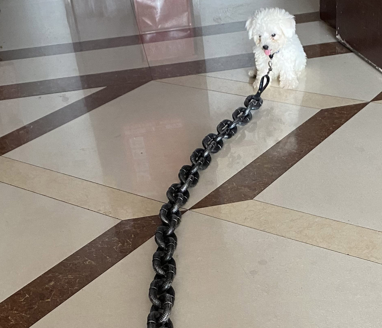 🐶The Chain Paws - Funniest Pet Chain🔒