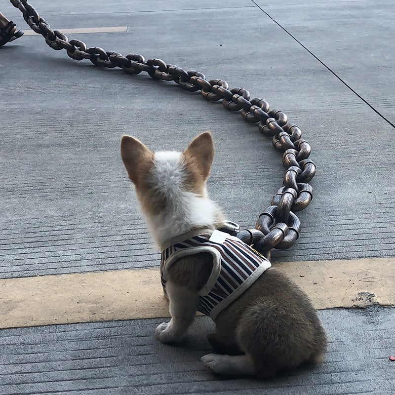 🐶The Chain Paws - Funniest Pet Chain🔒