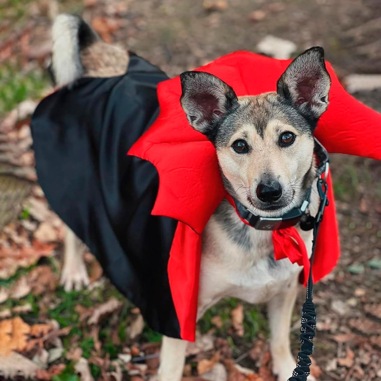 🏆 Halloween Hot Sale⚡Halloween Pet Cloak – Vampire Costume for Dogs & Cats